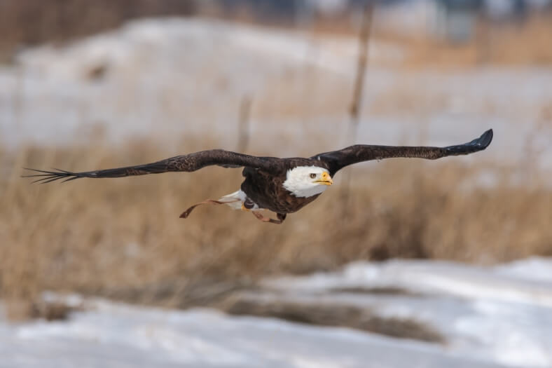 Spirit, a 20-year-old bald eagle, flies at the National Wind Technology Center in Boulder, Colorado. | Photo: Lee Jay Fingersh/NREL