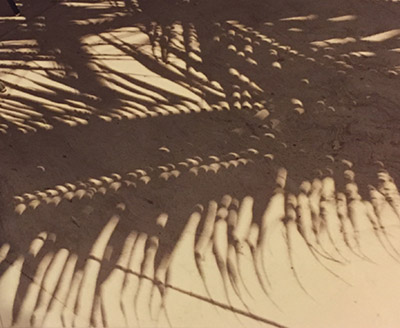 partial eclipse crescents tree shadow
